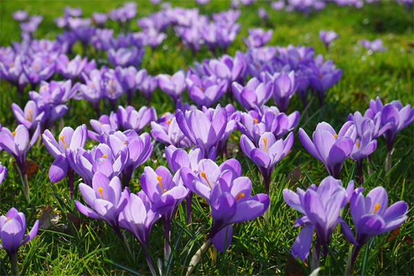 美篇送花要付費(fèi)嗎(美篇中的送花對方能收到現(xiàn)金嗎)